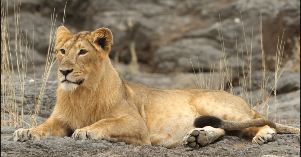 gir national park