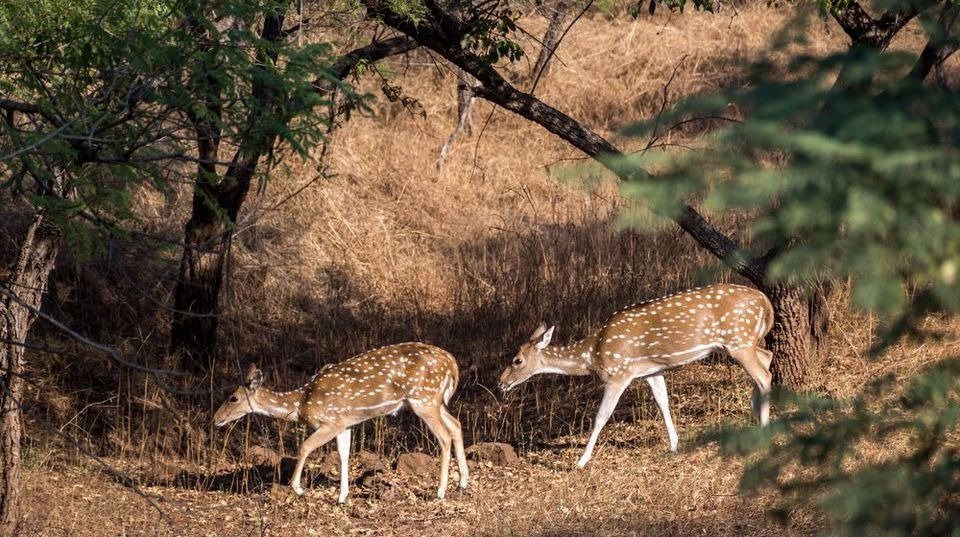 Barda Hills Wildlife Sanctuary