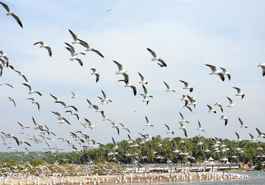 Porbandar Bird Sanctuary